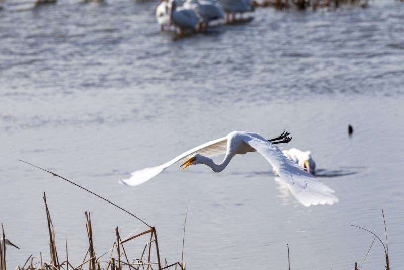 White Egret Port Aransas Bird Center 2020